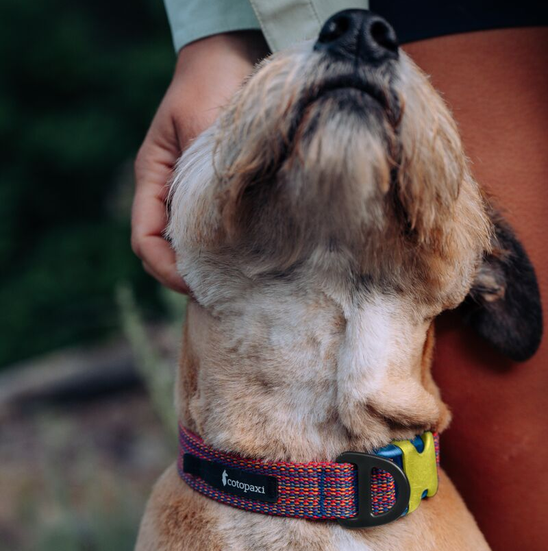 Del Día Dog Collar